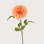 Dahlia Pompon Oranje H74