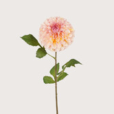 Dahlia Pompon Cream / Pink H74