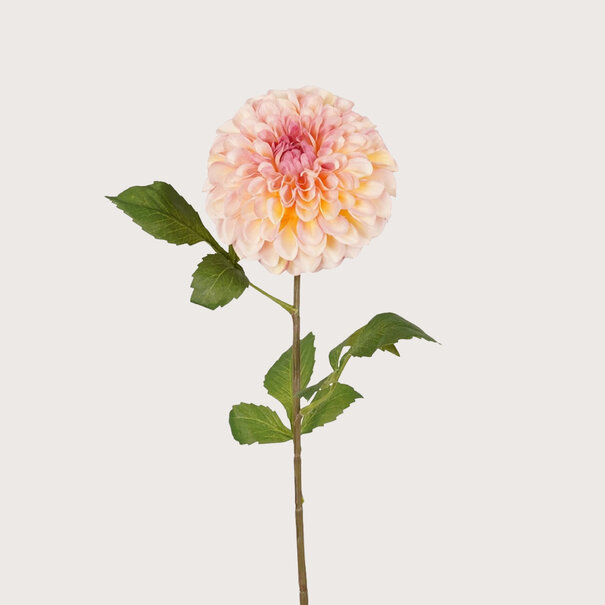 Dahlia Pompon Cream / Pink H74