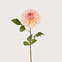 Dahlia Pompon Creme / roze H74