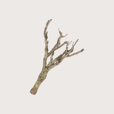 Lilac Branch S Natural H+/- 40