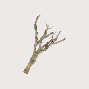 Lilac Branch S Natural H+/- 40