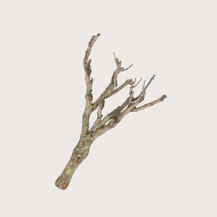 Lilac branch M H+/- 60