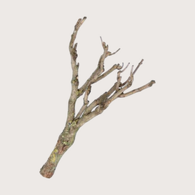 Lilac branch L H+/- 80