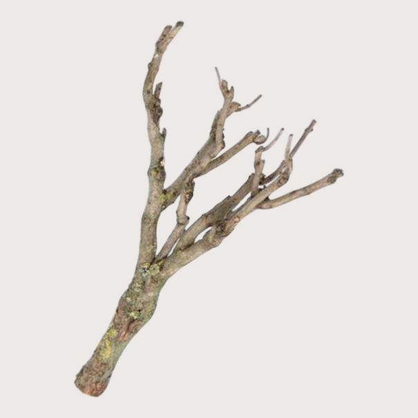 Lilac branch XL H+/- 100-120