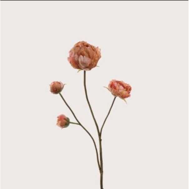 Peony Brown H66
