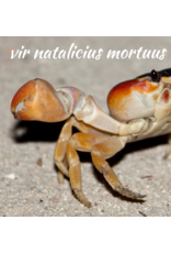 Tjonge-24 - vir natalicius mortuus