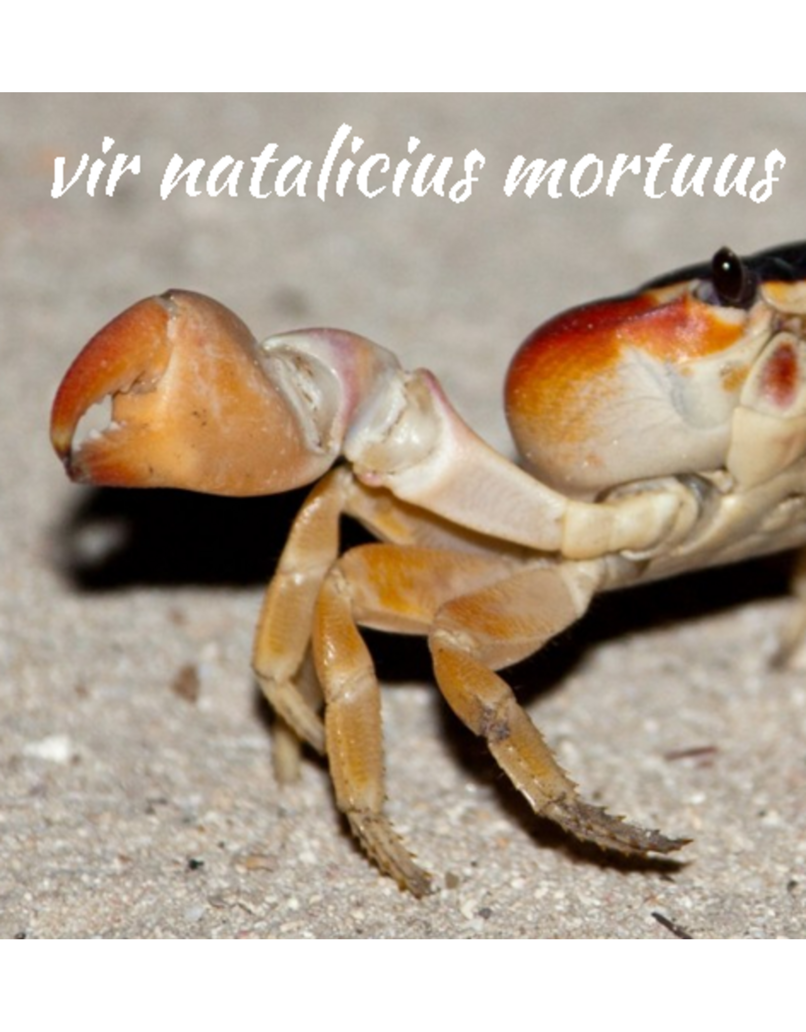 Tjonge-24 - vir natalicius mortuus