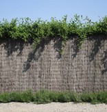 Fensobruc   FENSOBRUC Heidekraut DBL EXTRA H:200 L:3m