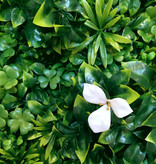 fensoleaf FENSOLEAF Greenwall Jasmin d'été 100cm x 100cm