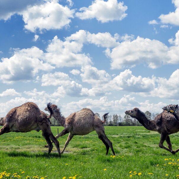 Cadeaubon voor kamelensafari