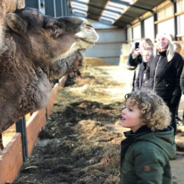 Cadeaubon voor kamelensafari