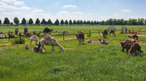 Camels in the meadow