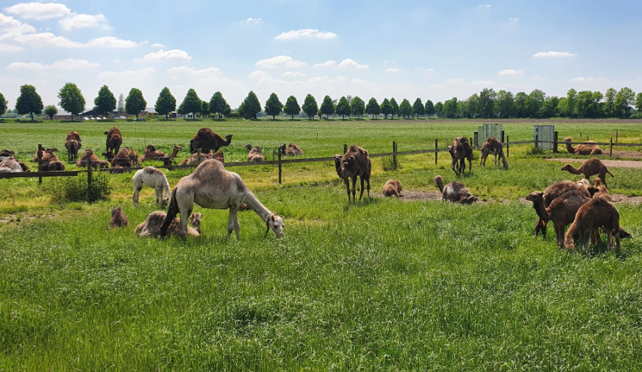 Camels in the meadow