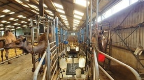 A new milking system