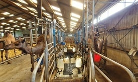A new milking system