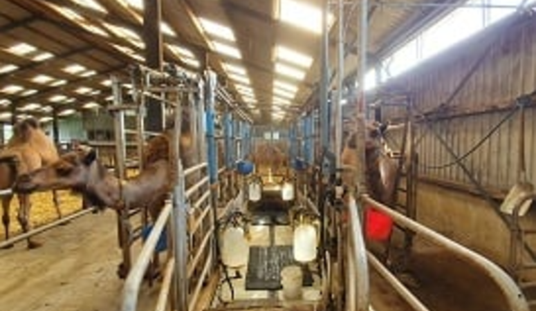 Shipping the camel milk