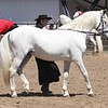 The Andalusian