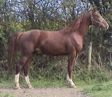 The Frederiksborger, the elegant, Baroque thoroughbred