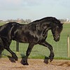The Friesian