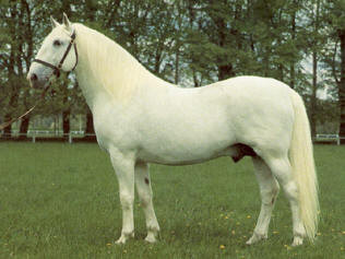 Der Kladruber, kaiserliche Grandeur in schwarz und weiß