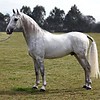 The Lipizzaner