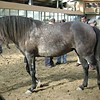 The Lusitano
