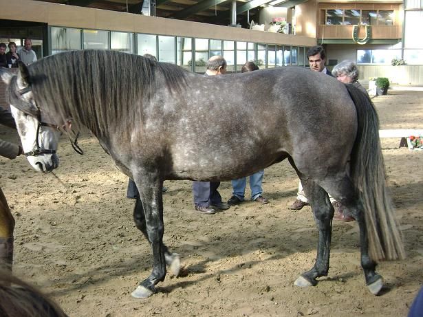 The Lusitano, the impressive, graceful and popular baroque crossbreed