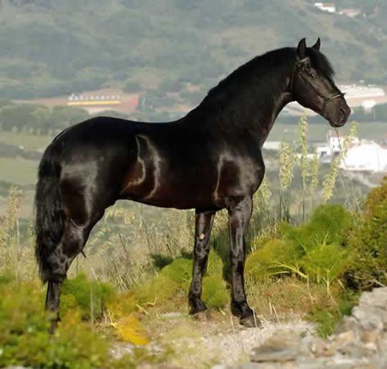 De knabstrupper, zoveel meer dan het paard van Pippi Langkous