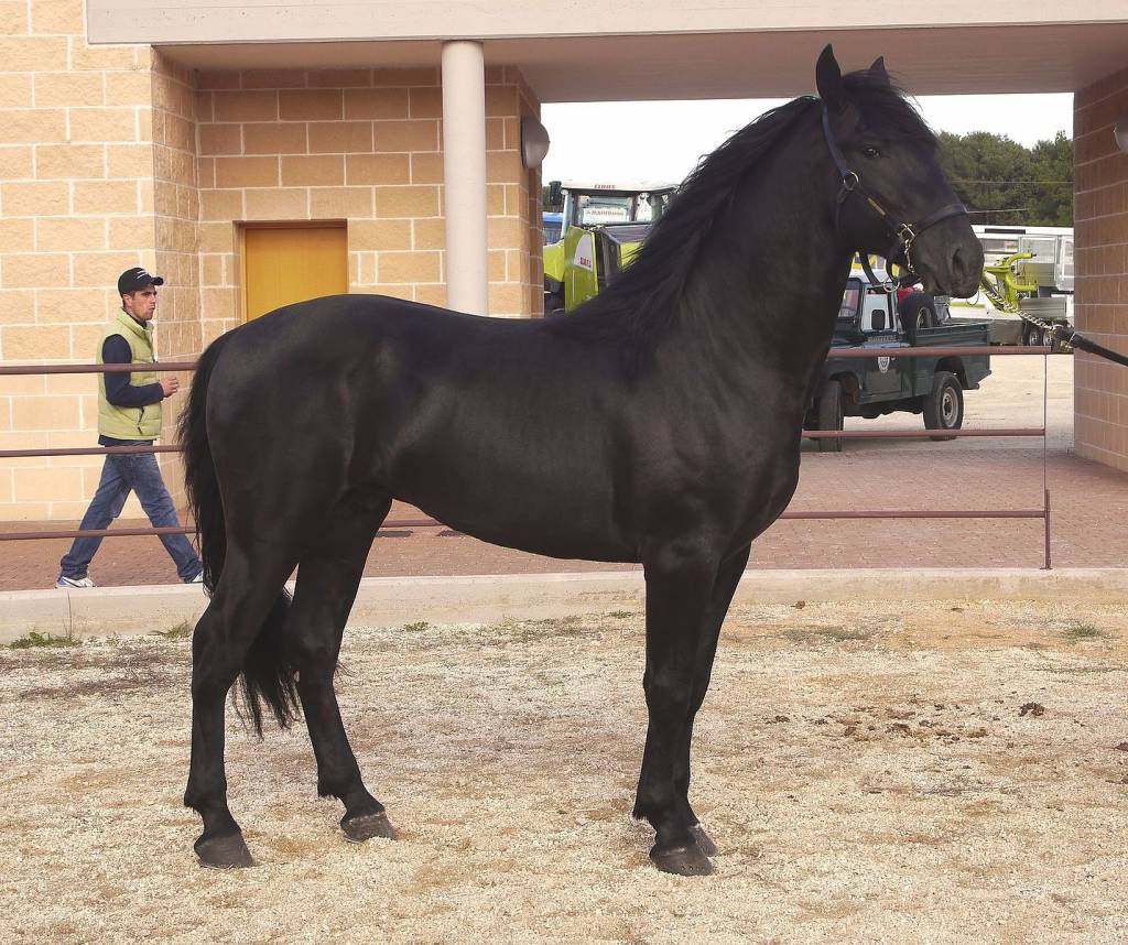 De Alter Real, het koninklijke en sierlijke, barok gebouwde warmbloedpaard