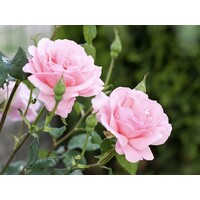 thumb-Chabaud Rose Orage, Eau de Parfum, 100ml de luxe-4