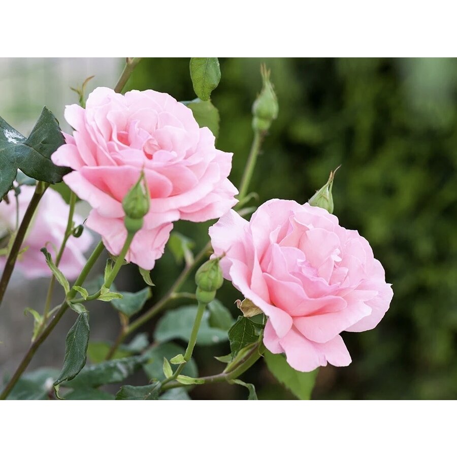Chabaud Rose Orage, Eau de Parfum, 100ml de luxe-4