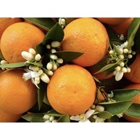 thumb-Chabaud Orangerie Musicale, Eau de Parfum, 100ml de luxe-4