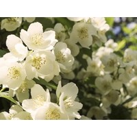 thumb-Chabaud Chic et Bohème, Eau de Parfum, 100ml-4