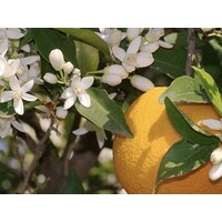 thumb-Chabaud Eau Ambrée, Eau de Parfum, 100ml-3