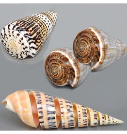 Muscheln Und Schnecken Deko Muscheln Kaufen Maritime Deko Maritime Geschenke Muscheln Schnecken Perlmutt Steinfreuden