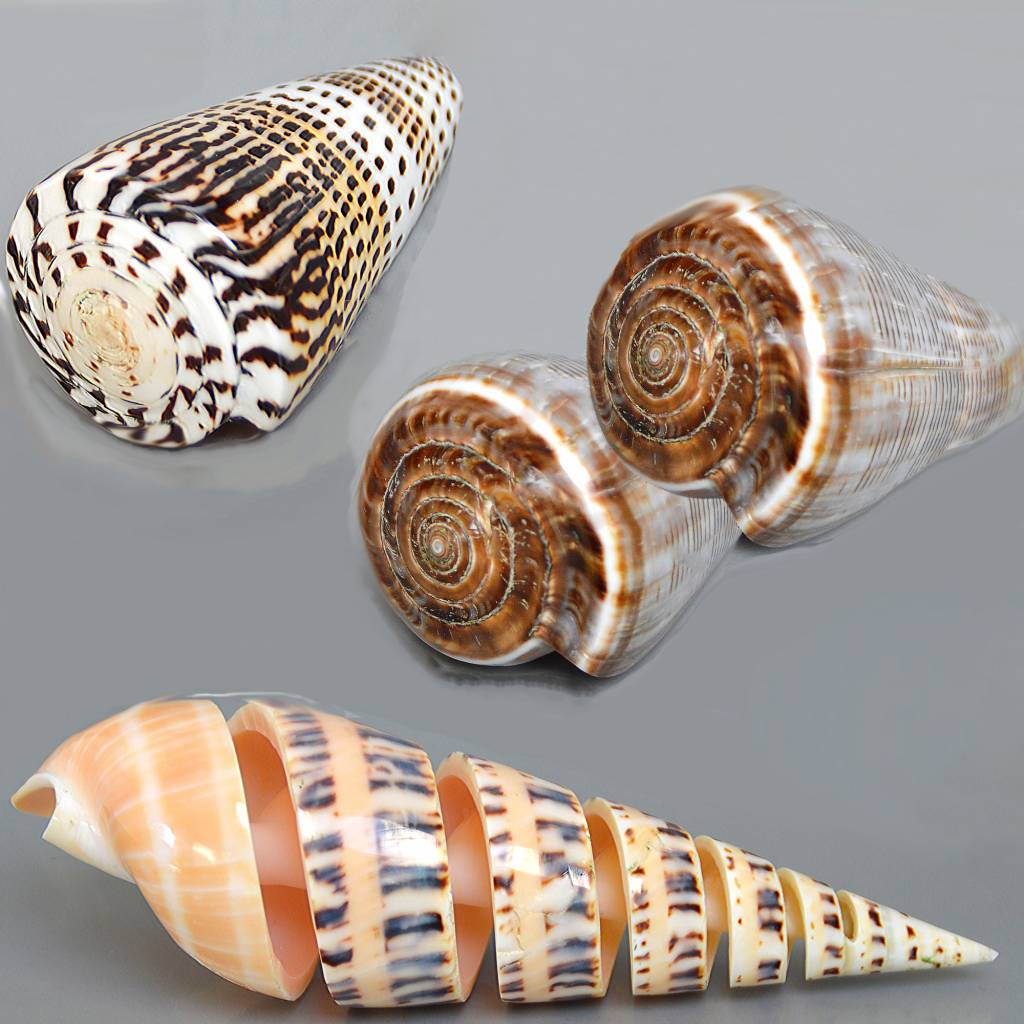 Meeresschnecken Set 4 Teilig Steinfreuden