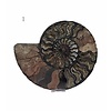 sehr große versteinerte Ammonitenfossilhälften / Ammonitenpaar XXL