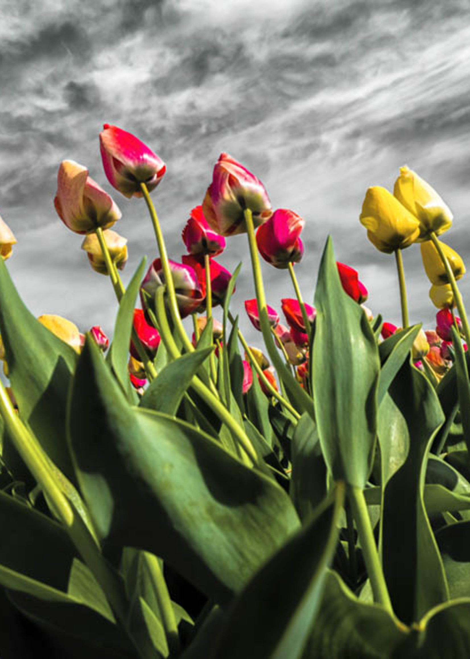 Frans van Steijn Wandfoto "Flower Power" Aluminium op Dibond 120cm