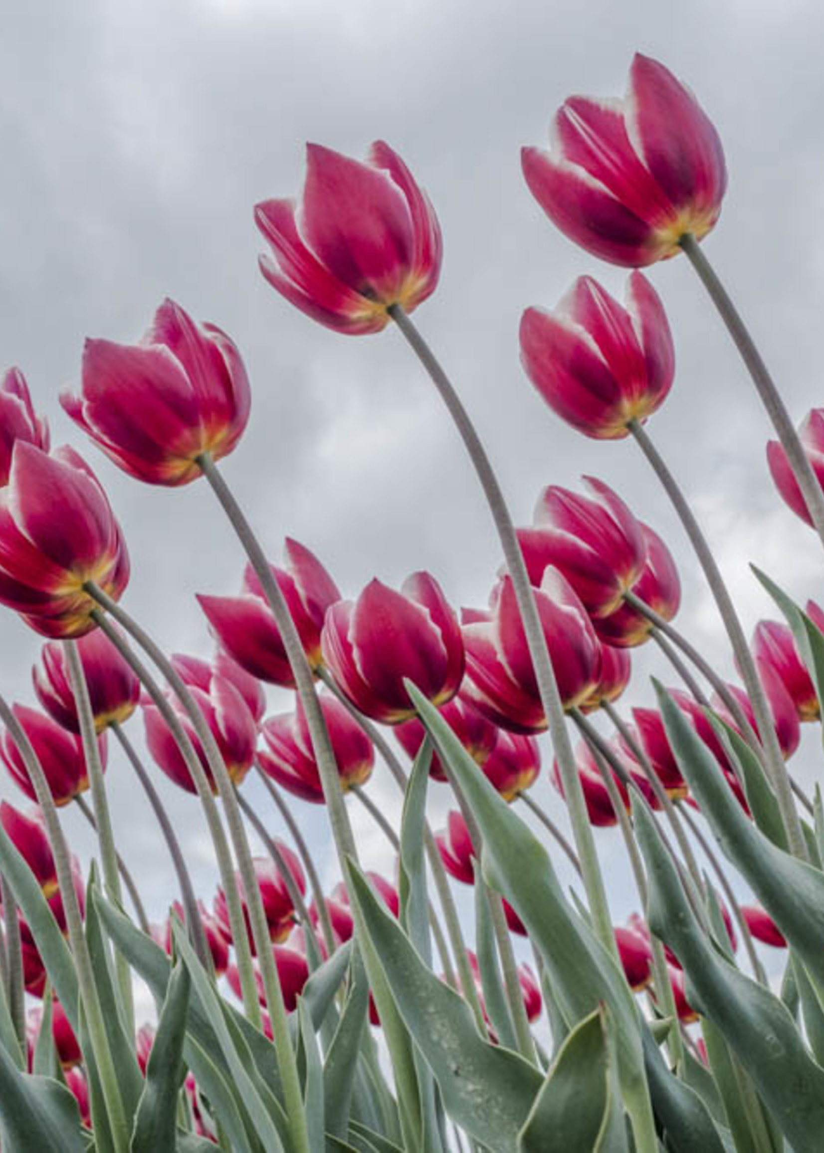 Frans van Steijn Wandfoto "Happy Flowering" Aluminium op Dibond 120cm