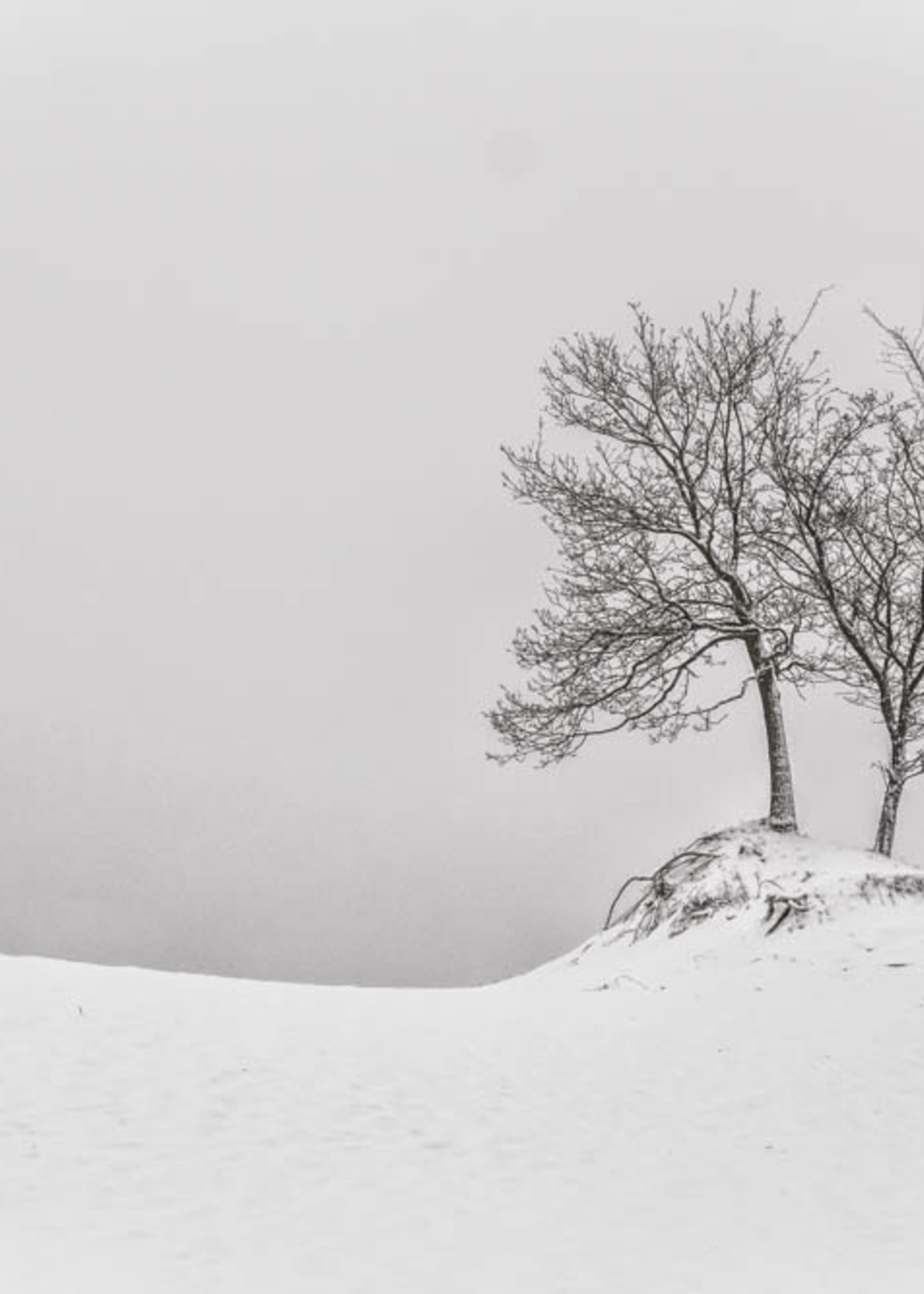 Frans van Steijn Wall photo "Want-To-Tree" Aluminum on Dibond 120 cm