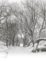 Frans van Steijn "Timeless Winter" op Dibond 120cm