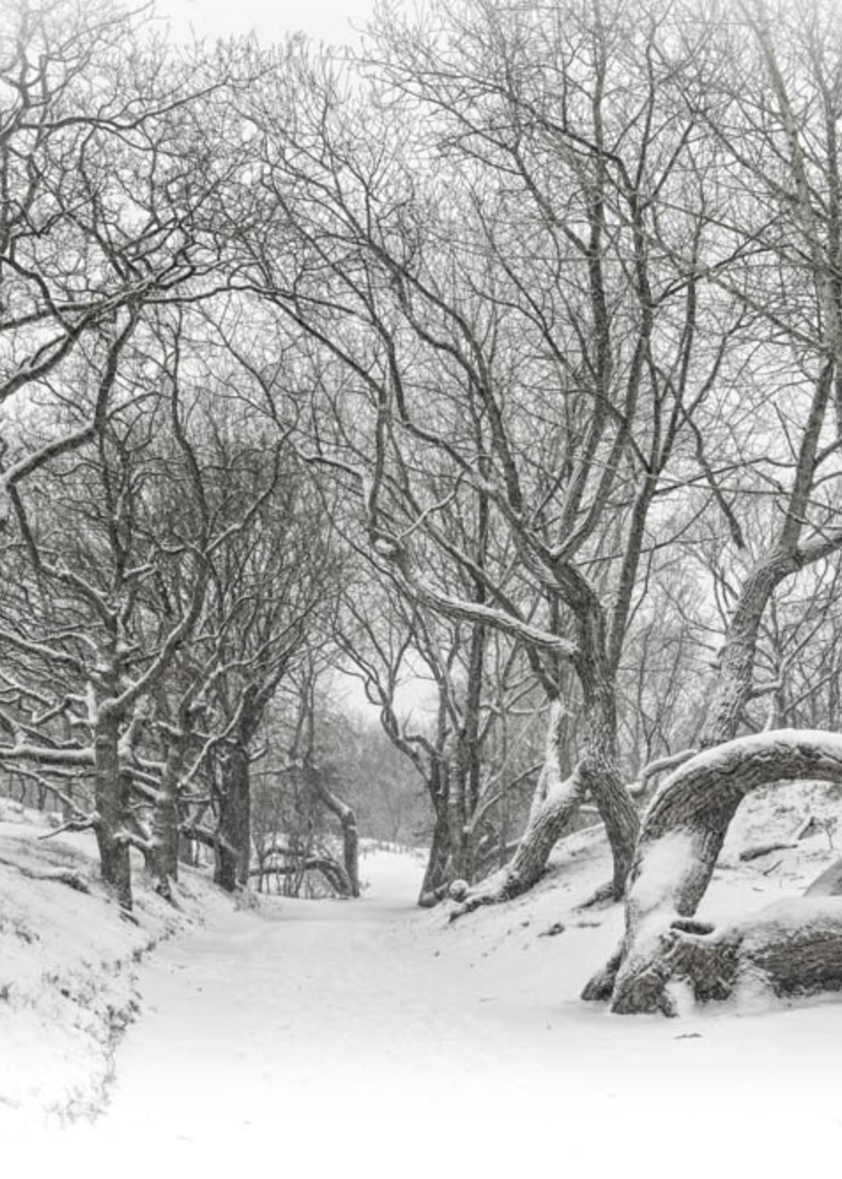 Frans van Steijn Wall photo "Timeless Winter" Aluminum on Dibond 120 cm