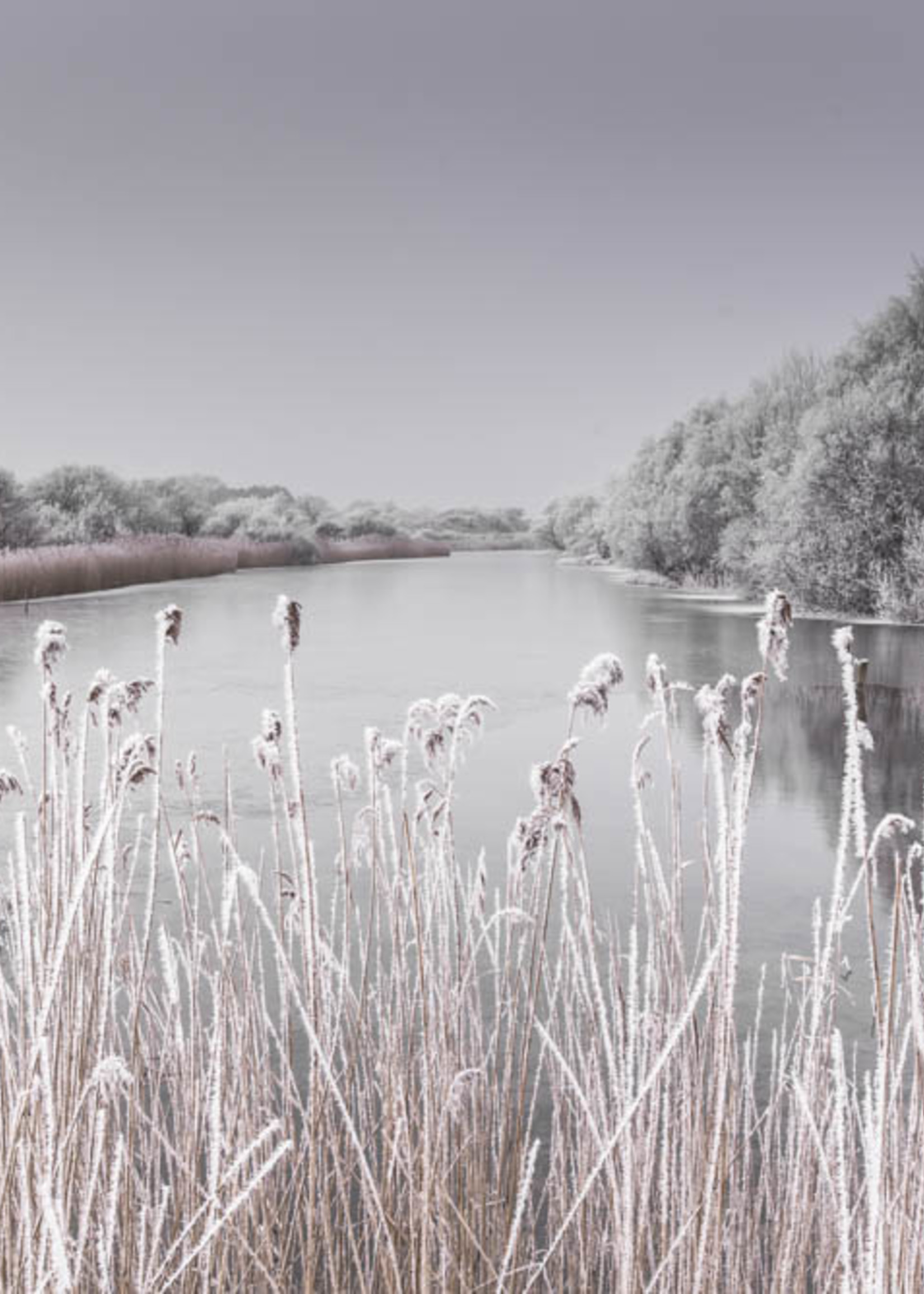 Frans van Steijn Wandfoto "Hoar Frost" Aluminium op Dibond 120cm