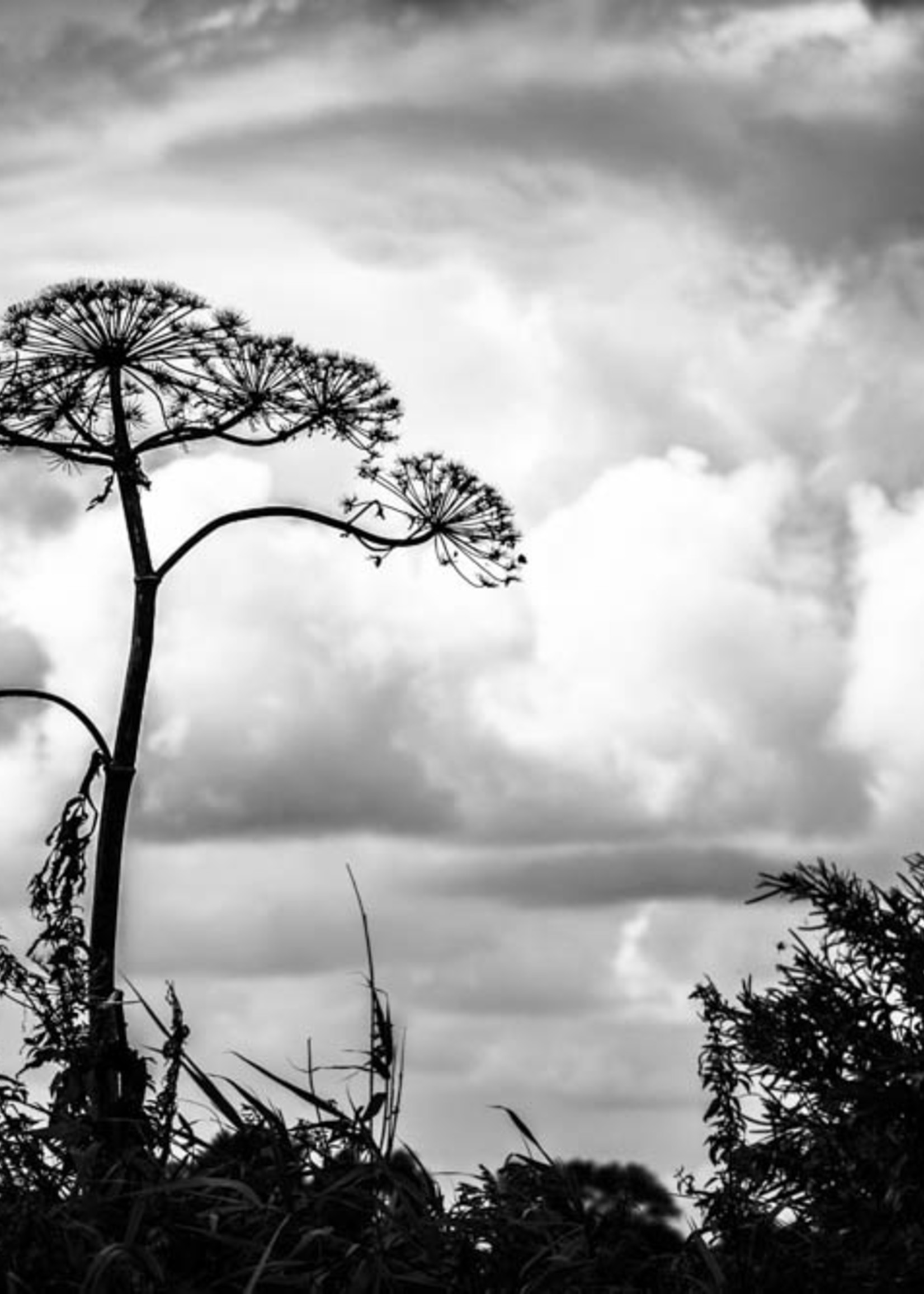 Frans van Steijn Wall photo "Heracleum" Aluminum on Dibond 120 cm