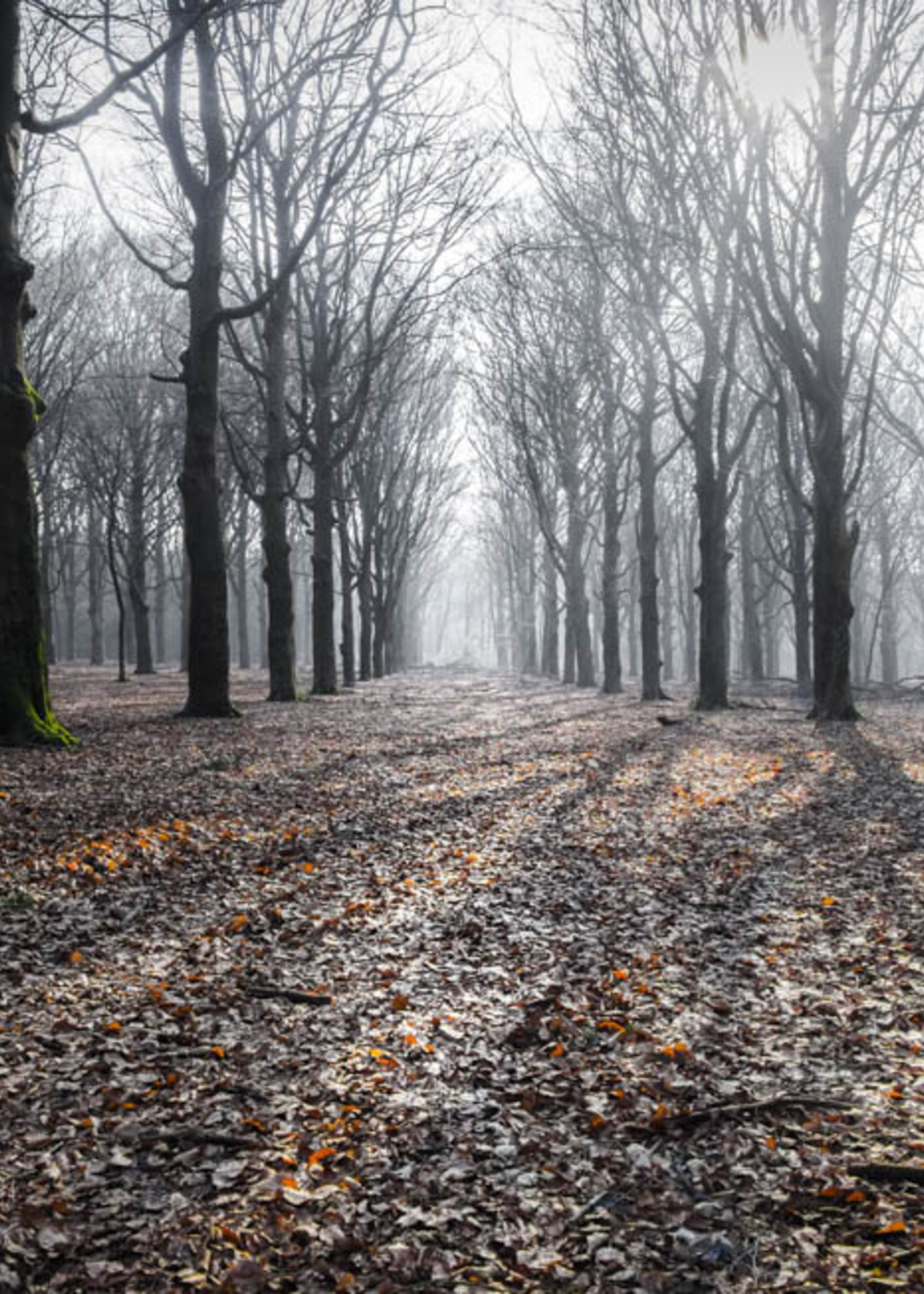 Frans van Steijn Wandfoto "Wondering Woods" Aluminium op Dibond 120cm