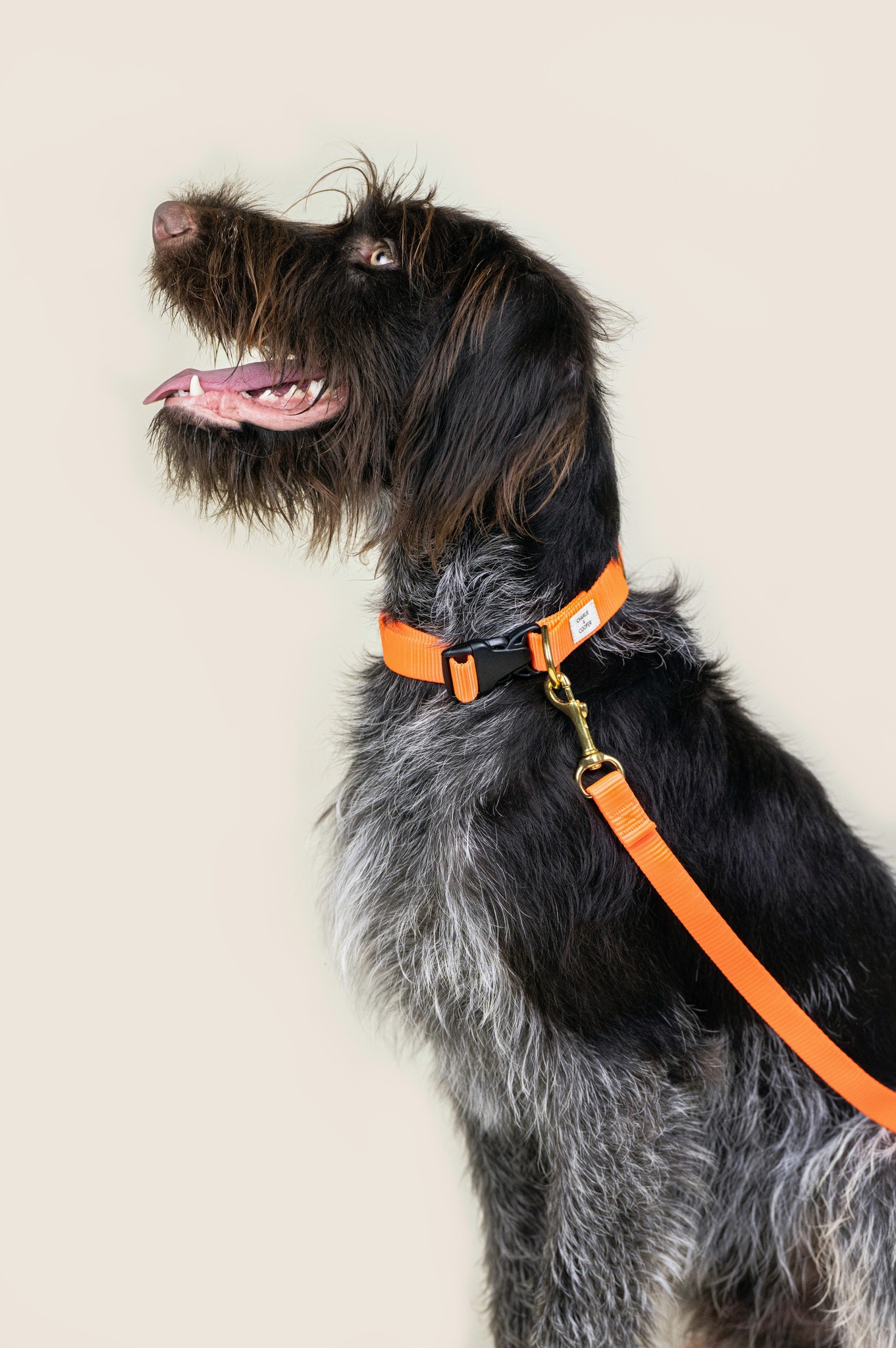 11 Best Dog Leashes 2022 The Strategist