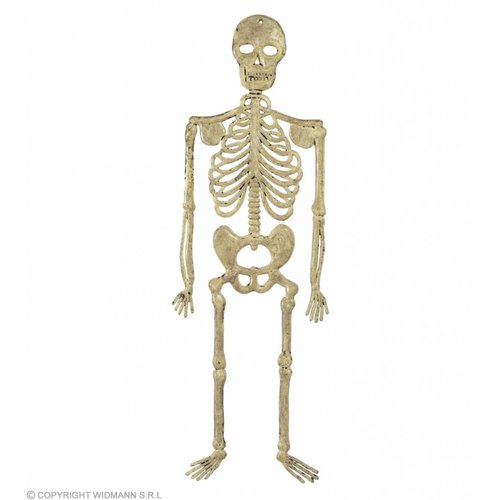 Skelet 32Cm
