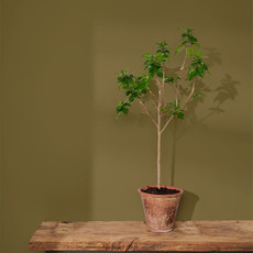 Annie Sloan Olive Wall Paint