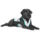 Suitical DRY Cooling Vest - Dog